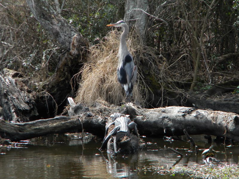 Jean Lafitte Swamp Tour wildlife