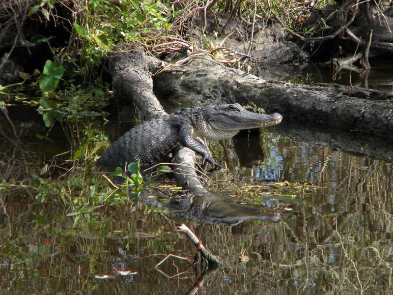 Alligator at Jean Lafitte S