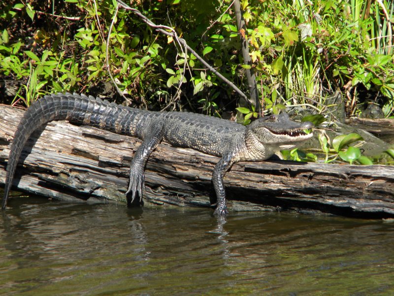 Alligator at Jean Lafitte Swamp Tour