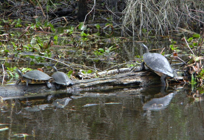 Jean Lafitte Swamp Tour wildlife