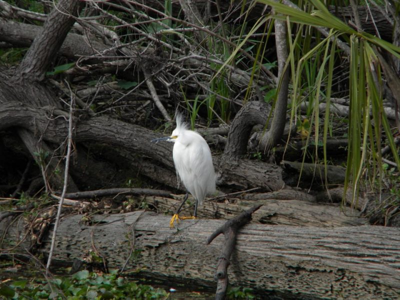 Jean Lafitte Swamp Tour wildlife