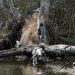 Jean Lafitte Swamp Tour wildlife