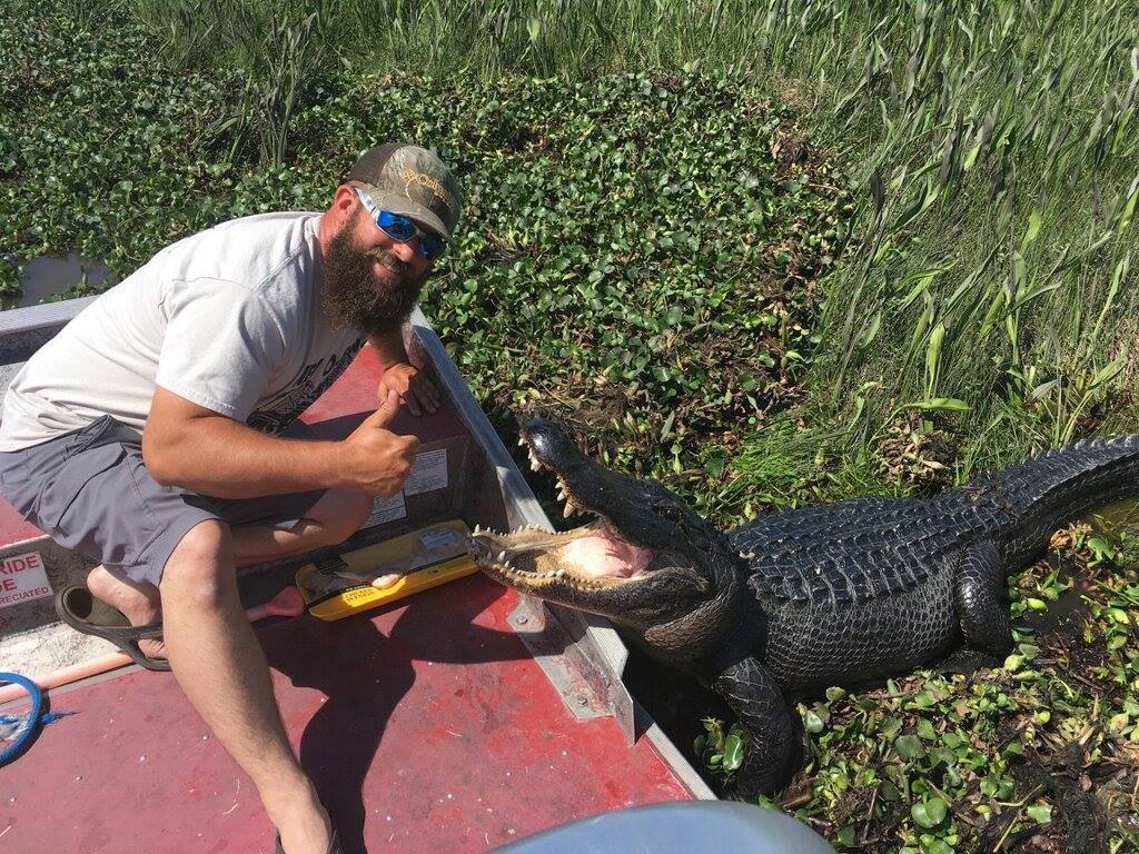 louisiana alligator