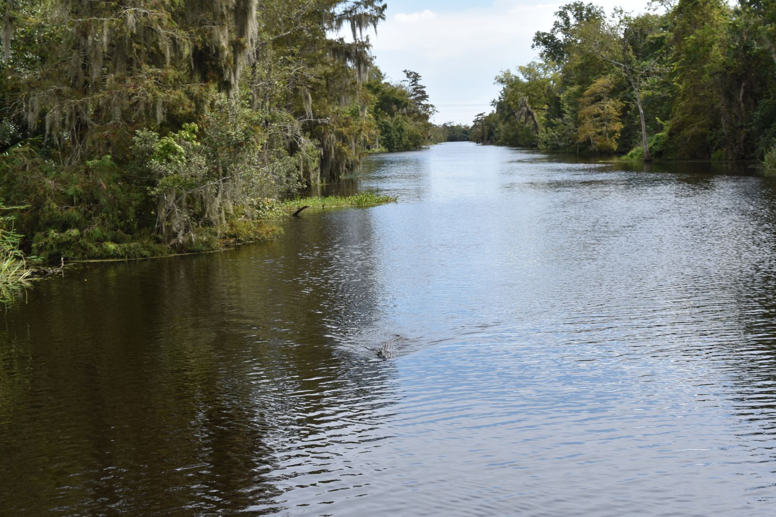 jean lafitte swamp tour gator