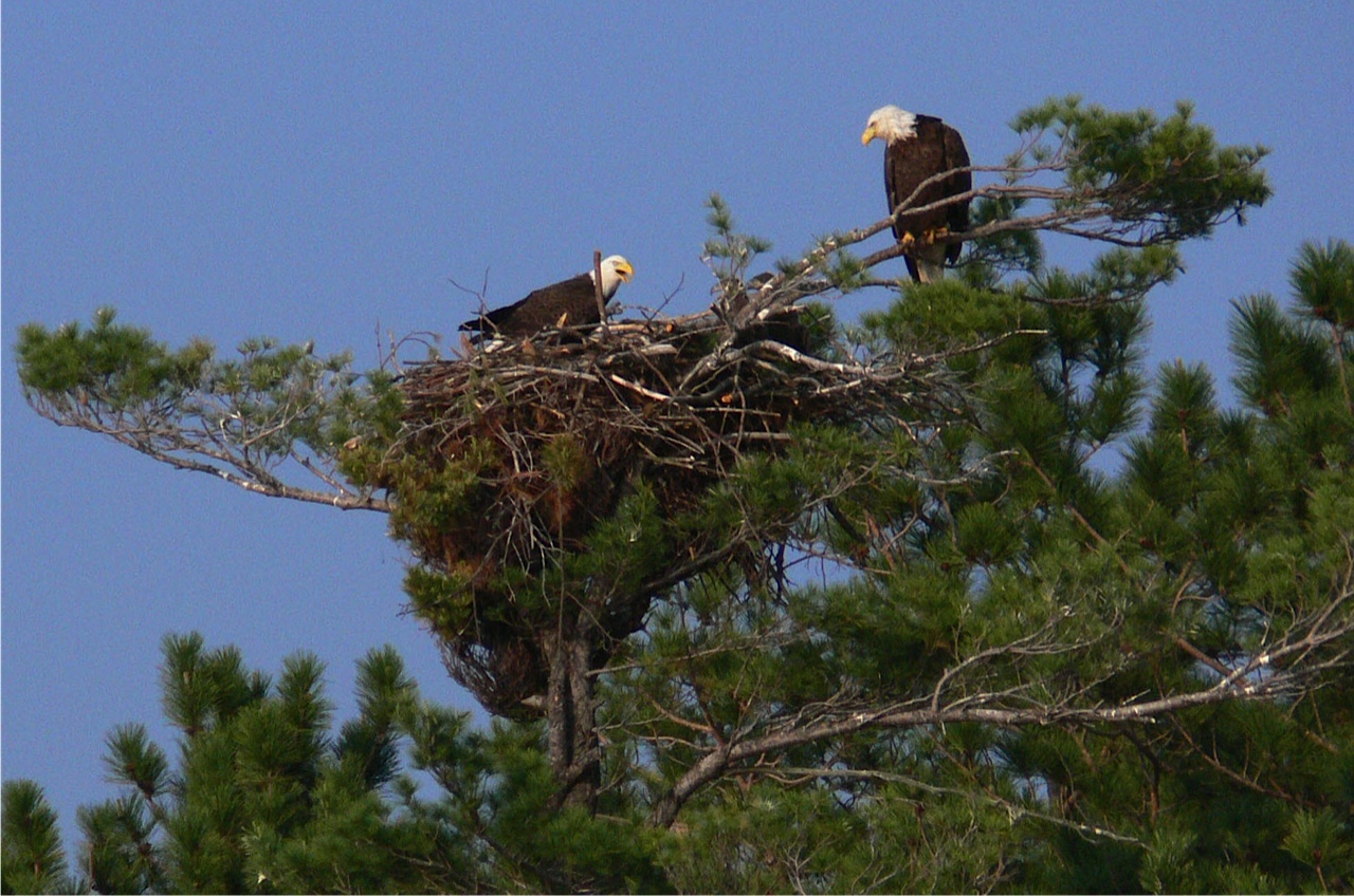 bald eagles