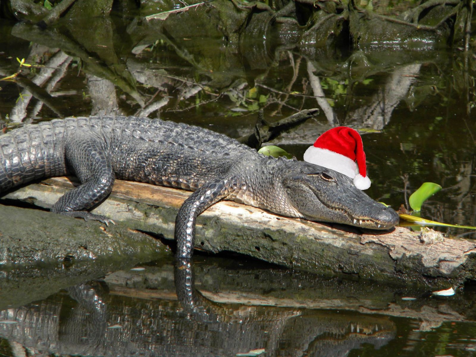 jean lafitte swamp tour alligator